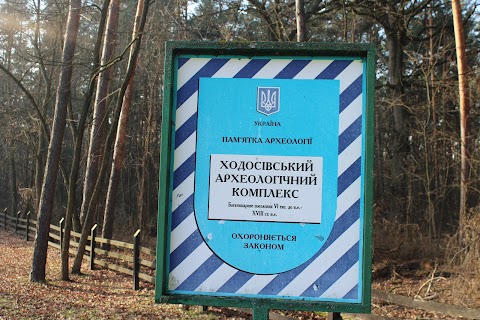 Ходосіївський Дуб. Ботанічна пам'ятка природи. Приблизно 450 років.