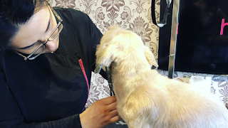 Simply Dog Grooming Hindley Green / Pet Grooming Services