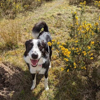 The Woof Pack Dog Walking Service