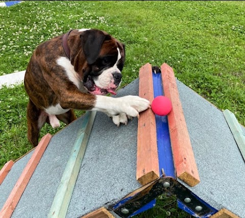 Pawsome Paddock Dog Park