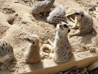 Newquay Zoo