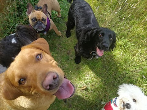 Campbells Walkies - Dog Walker in Musselburgh & East Lothian