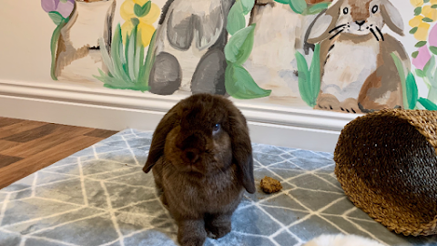 Country Bunkins - Luxury Bunny Boarding & Pet Sitting