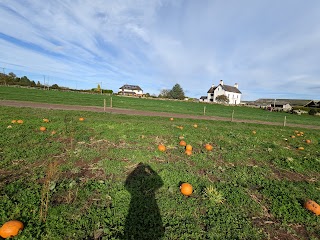 Pumpkins & Alpacas @ Tunstall Farm Park