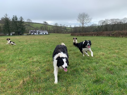 Orchard Kennels & Cattery