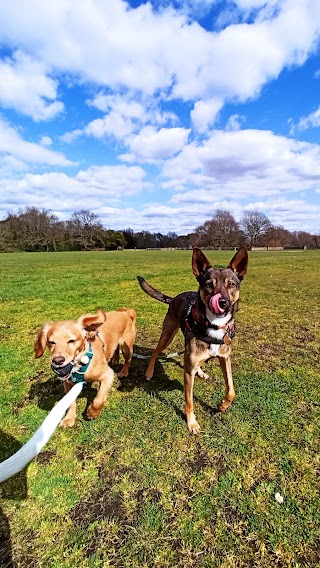 Otis and Friends Dog Walking