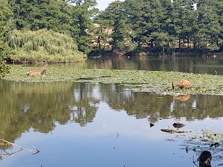 Wollaton Park Lake