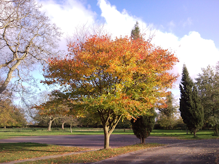 The Orchard School