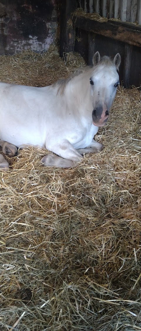 South Pasture Stables