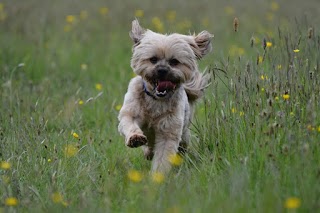 House of Waggles Doggie Daycare