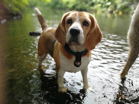 Campbells Walkies - Dog Walker in Musselburgh & East Lothian