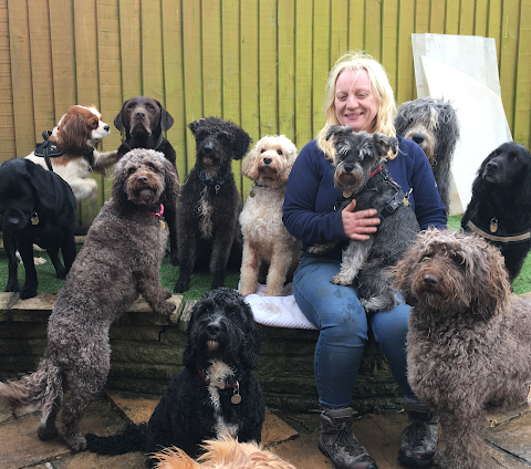 Go Out Paws - Coventry dog walking & day-care (fully licenced)