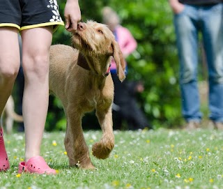 Staffs Agility School