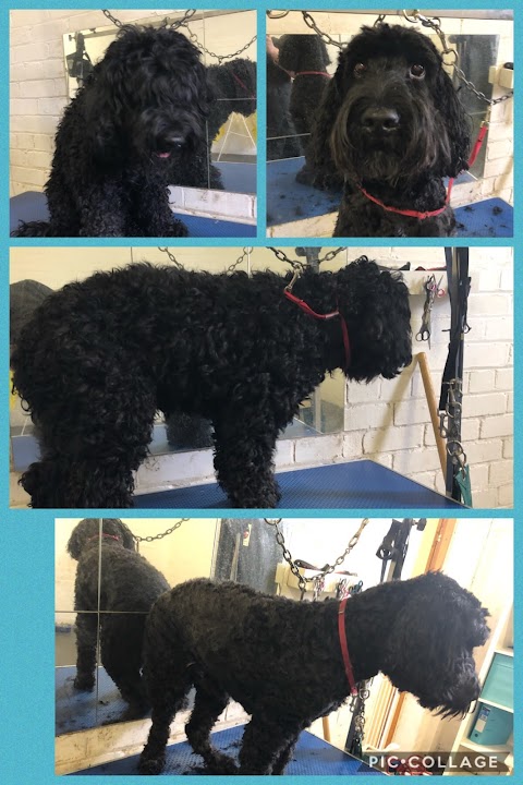 Short Bark & Tails Dog Grooming