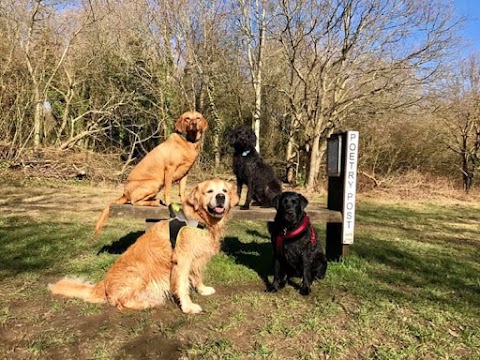 Poppy's Pals dog walking