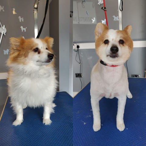 Pawfect Style Grooming Salon