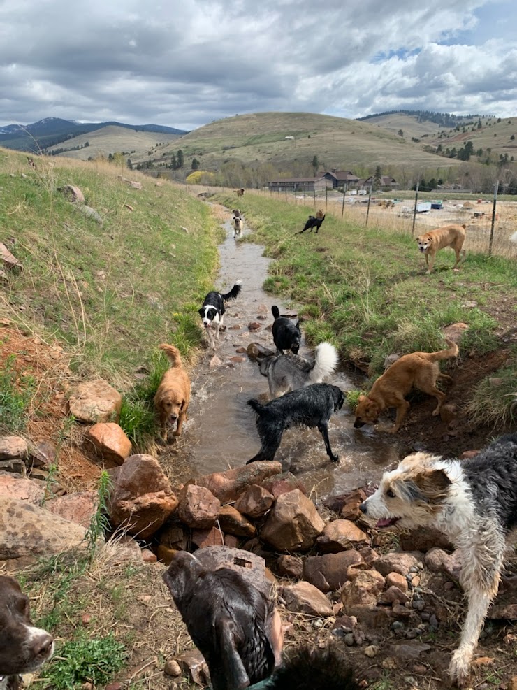 Alpine Canine, Missoula, MT