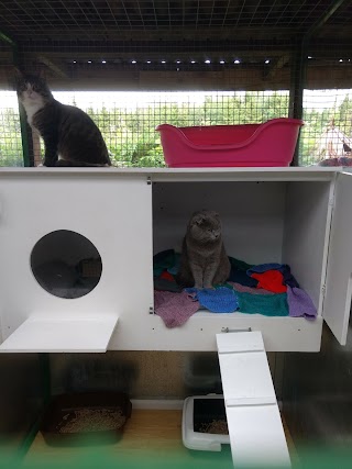 Banstead Boarding Cattery