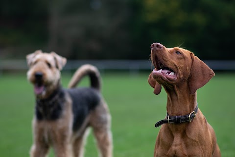 The Hound Ville Dog Walking - Cleckheaton & Birkenshaw