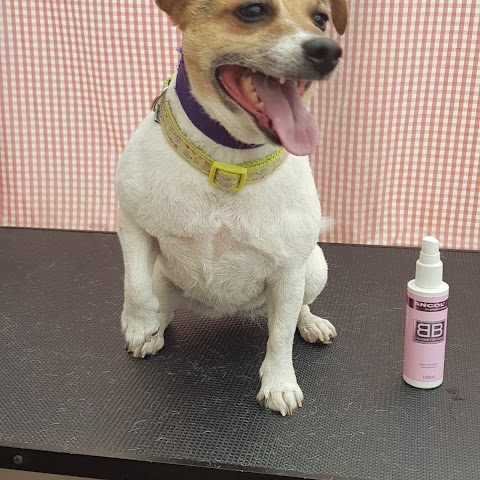 Mucky Paws Wakefield/Leeds Professional Dog Groomer