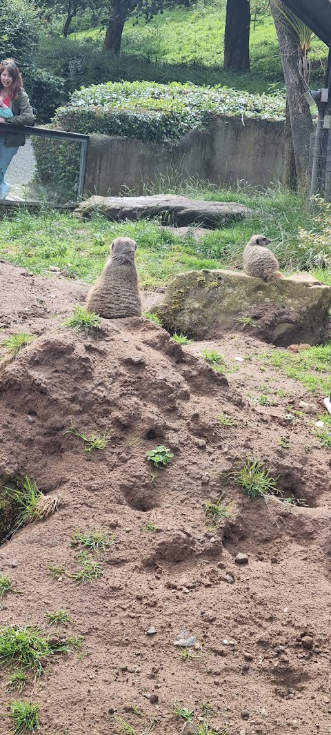 Meerkats