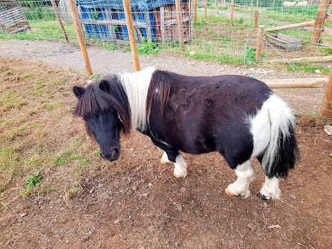 Bath City Farm