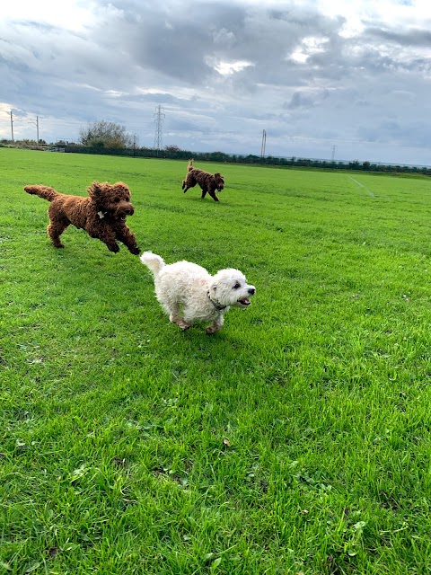 Newton-le-Willows dog walking