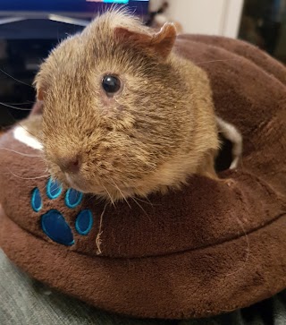 Bebington Boarding for Rabbits and Guinea Pigs