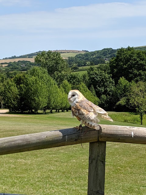 South Coast Falconry