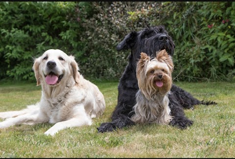 Smiling Dogs