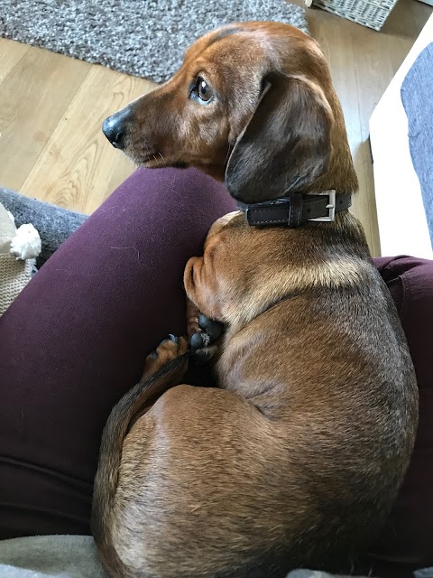 Black & Tan Dachshund Boarding