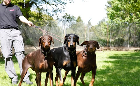 Applemore Kennels & Cattery