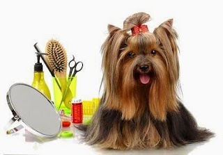 Plymstock Dog Groomers - Plymouth