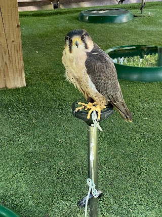 Loch Lomond Bird of Prey Centre