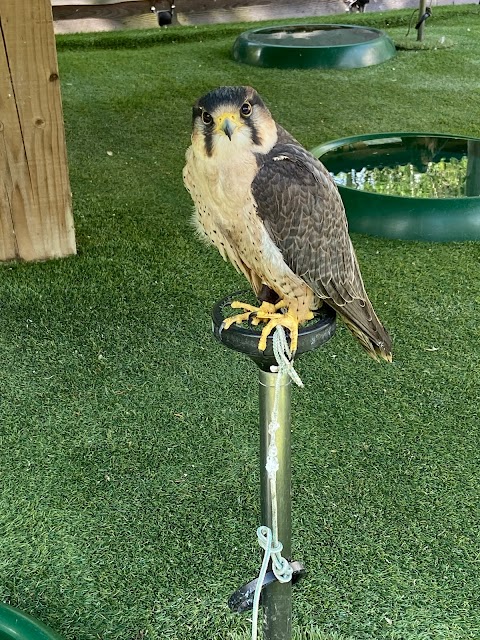 Loch Lomond Bird of Prey Centre