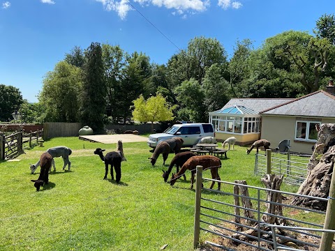 Dunreyth Alpacas (Chichester)