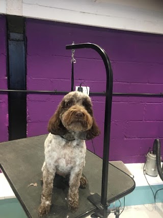 Unleashed Dog Grooming