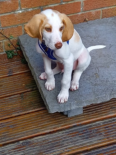 Pets at Home Bangor NI