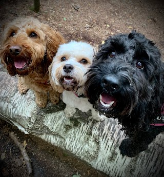 Hartford Hounds Dog Walking