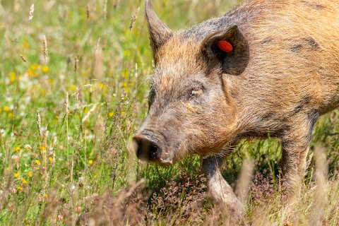 Kew Little Pigs Farm