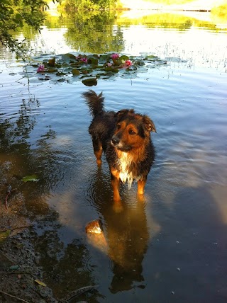 lady dog walker