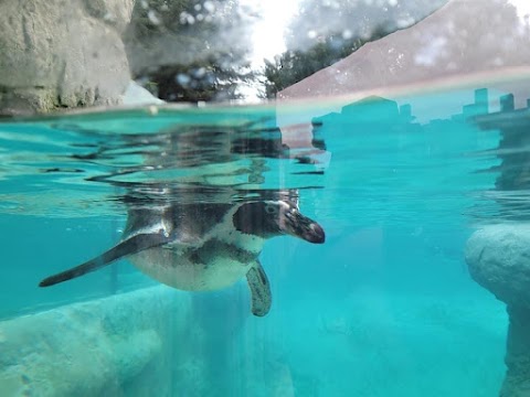 Penguin Cove