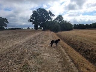 Canine Dip and Dive Wymondham