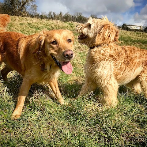 Binky's Dog Walking