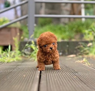 Teacup puppies of UK