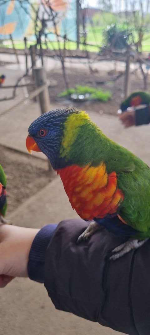 Lorikeet Landing - Twycross Zoo