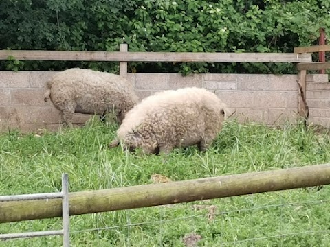 Bath City Farm