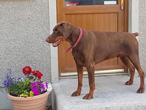 Aldergrove Animals Boarding Kennels & Dog Grooming