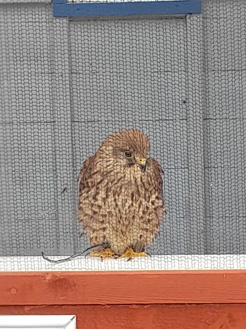 Feathers and Fur Falconry Centre