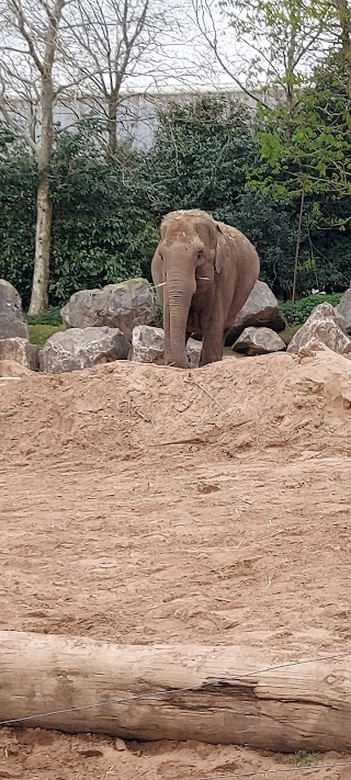 Cedar House - Chester Zoo